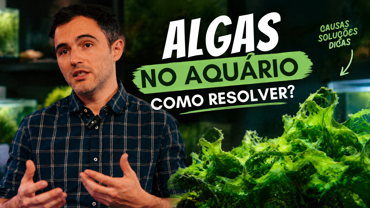 Algae in the Aquarium – How to Control